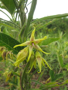 Image of Oxypetalum appendiculatum Mart.