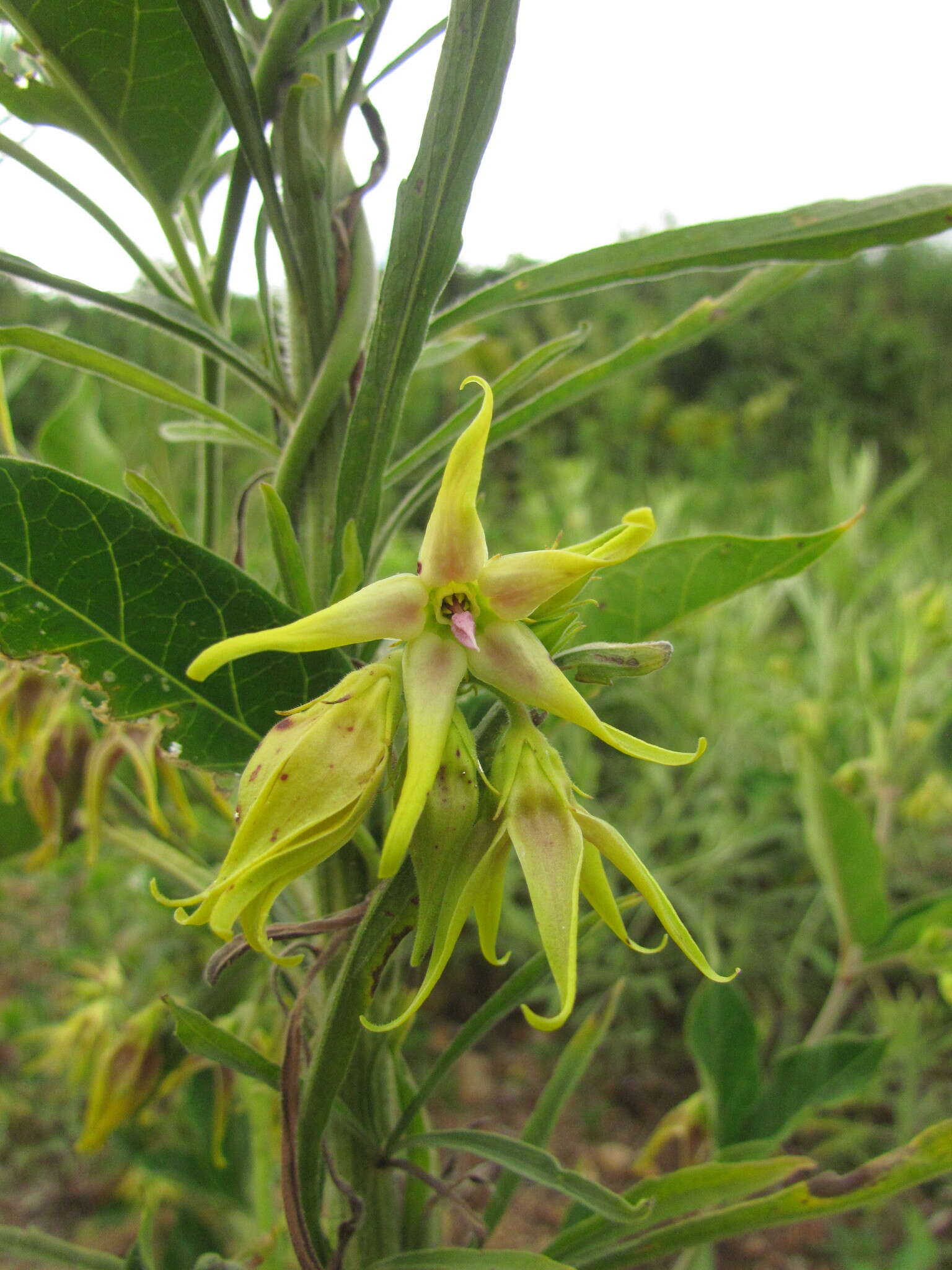 Image de Oxypetalum appendiculatum Mart.