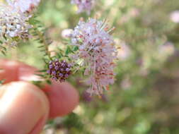 Image of Agathosma juniperifolia Bartl.