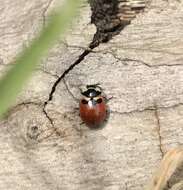 Image of Three-banded Lady Beetle