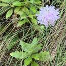 Image of Scabiosa nitens Roem. & Schult.
