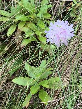 صورة Scabiosa nitens Roem. & Schult.