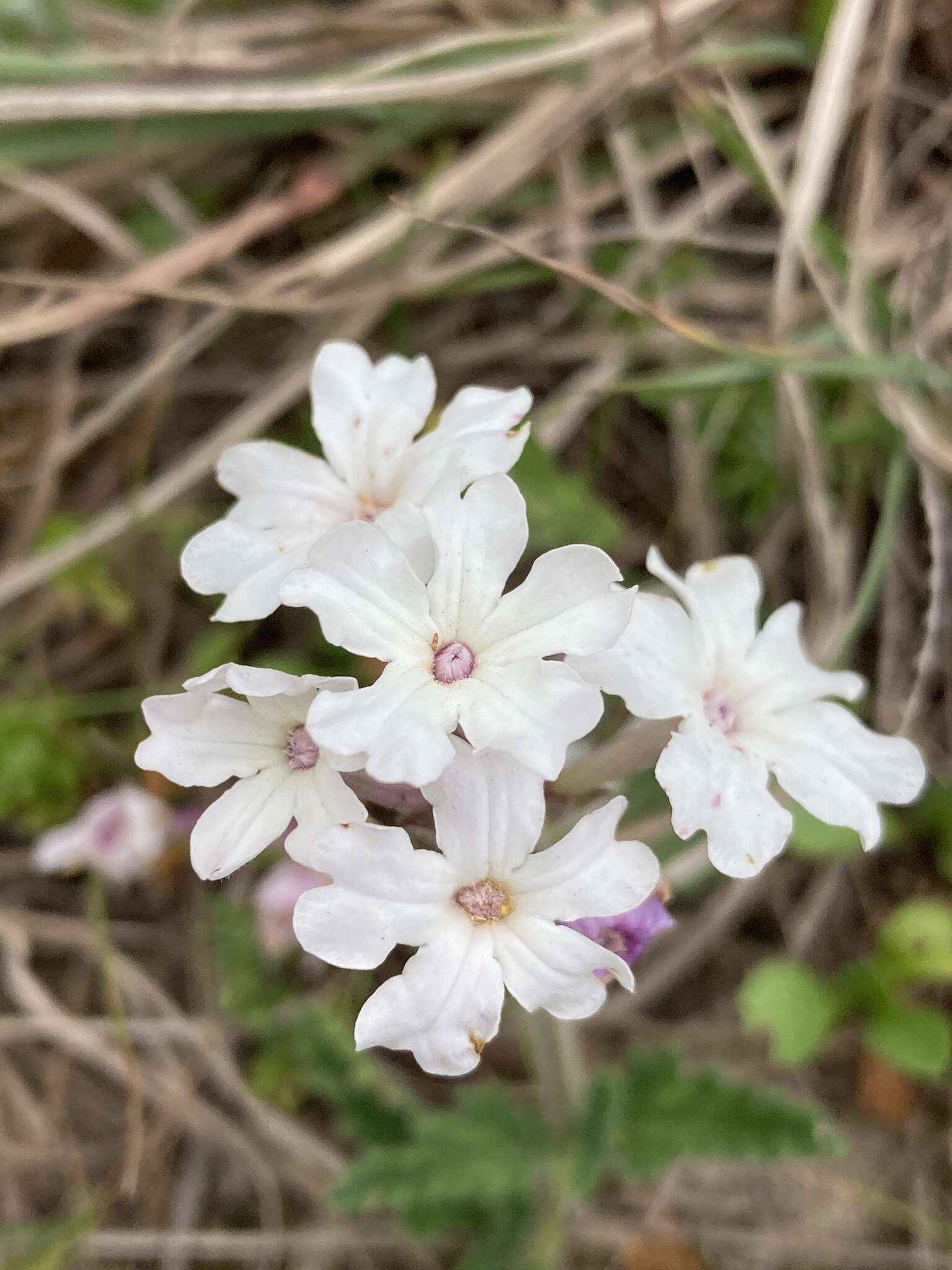 Image of Glandularia platensis (Spreng.) Schnack & Covas