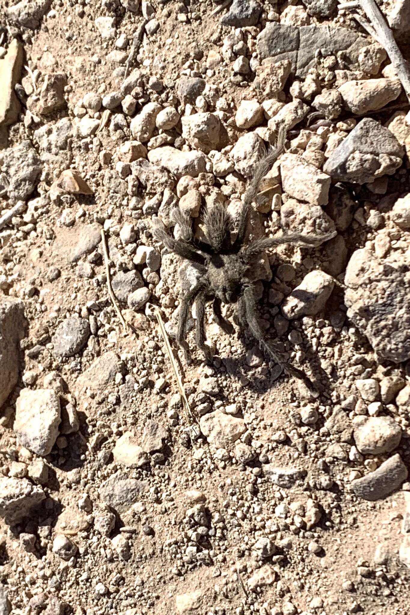 Image of Aphonopelma prenticei Hamilton, Hendrixson & Bond 2016