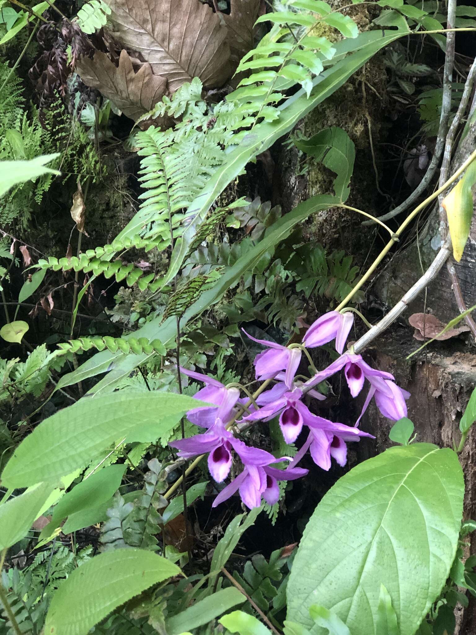 Plancia ëd Dendrobium anosmum Lindl.