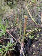 Image of Gulf pitcherplant