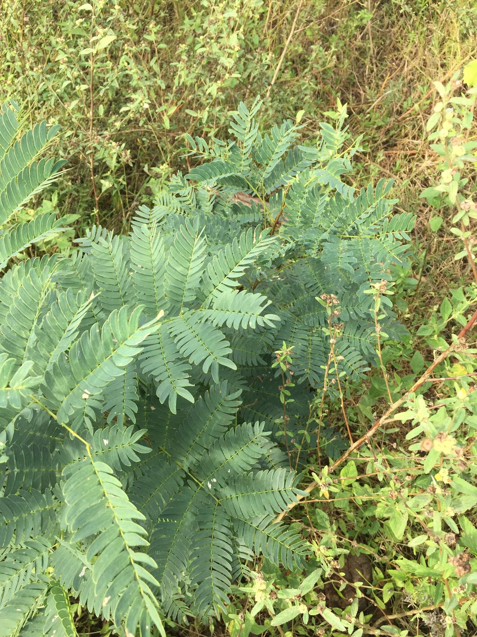 Image of Albizia inundata (Mart.) Barneby & J. W. Grimes