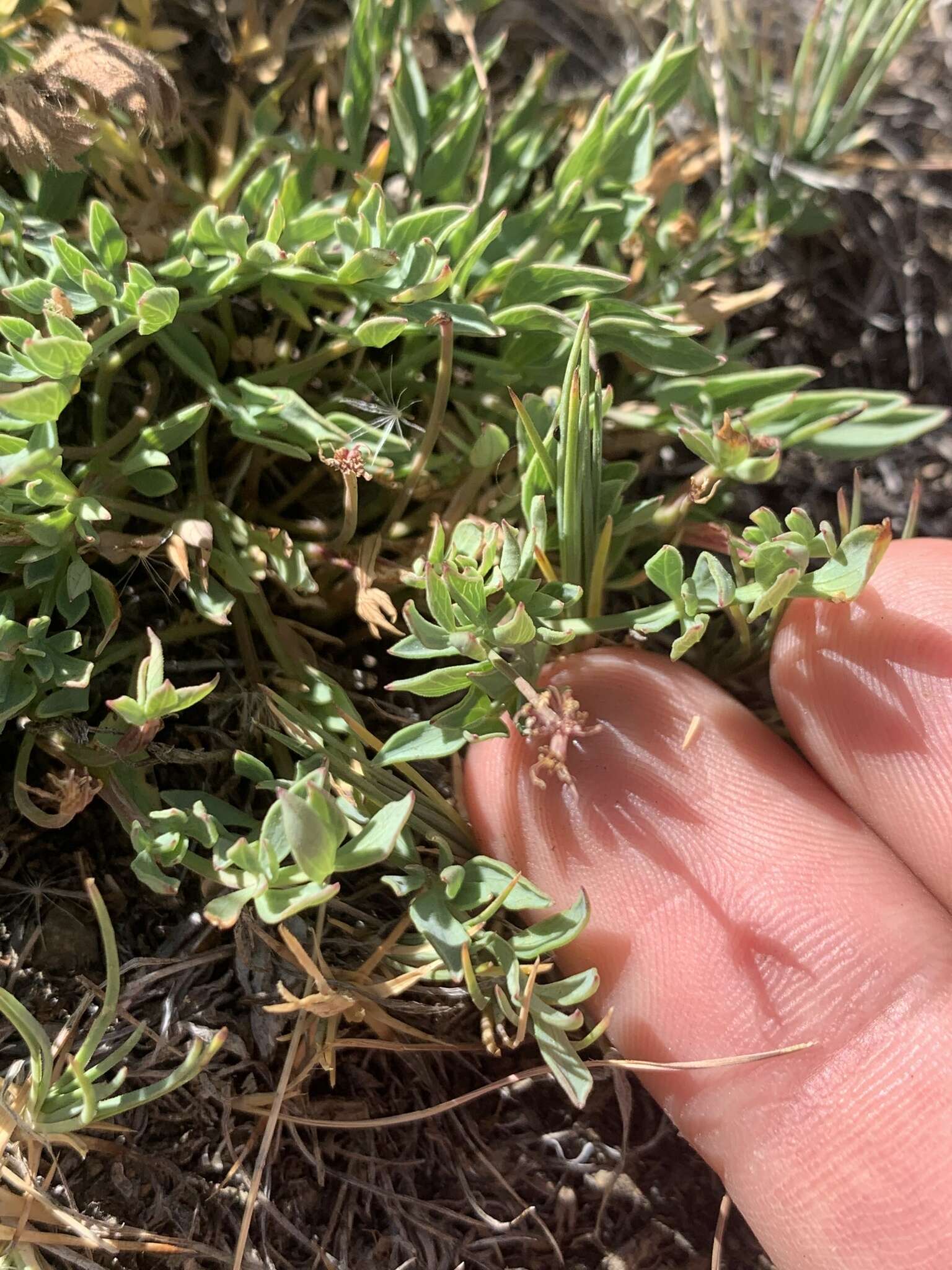 Image of Greenman's biscuitroot