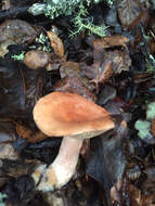 Image of Lactarius xanthogalactus Peck 1907