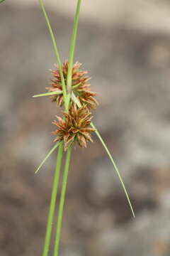 Image of Cyperus vestitus Hochst. ex C. Krauss