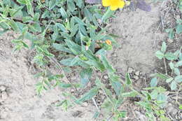 Image of Priva grandiflora (Ortega) Moldenke