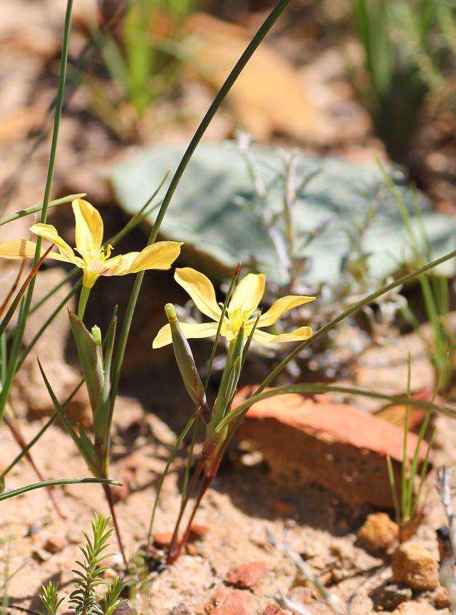 Image of Moraea maximiliani (Schltr.) Goldblatt & J. C. Manning