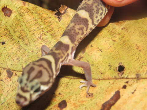 Image of Central American Banded Gecko