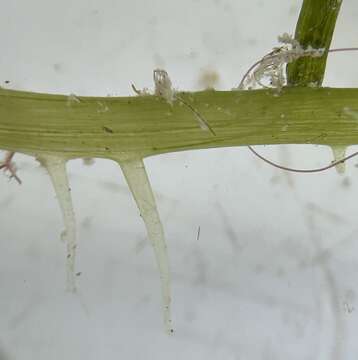 Image of Caulerpa mexicana