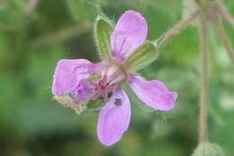 Image of musky stork's bill