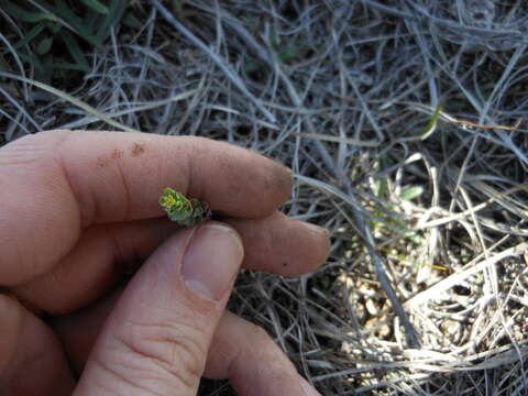 Euphorbia longicruris Scheele resmi