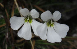 Слика од Ourisia caespitosa Hook. fil.