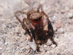 Image de Euophrys rufibarbis (Simon 1868)