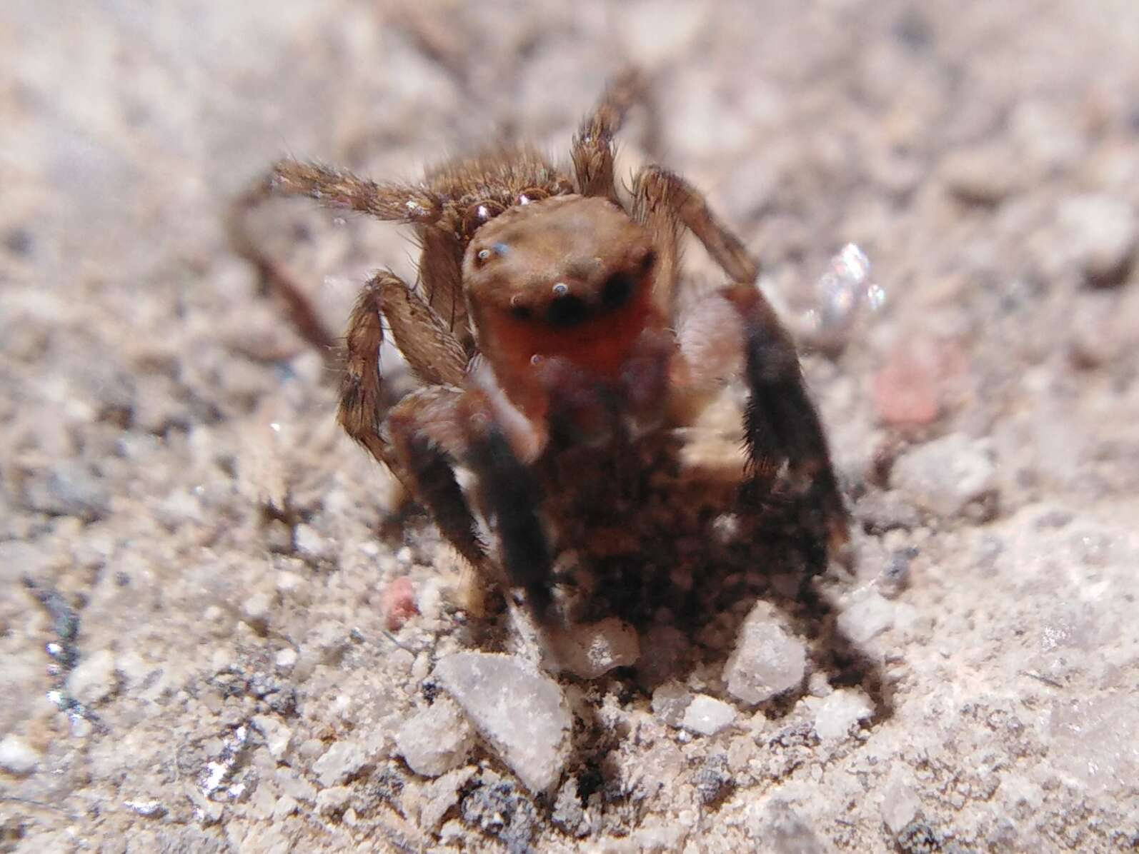 Image de Euophrys rufibarbis (Simon 1868)