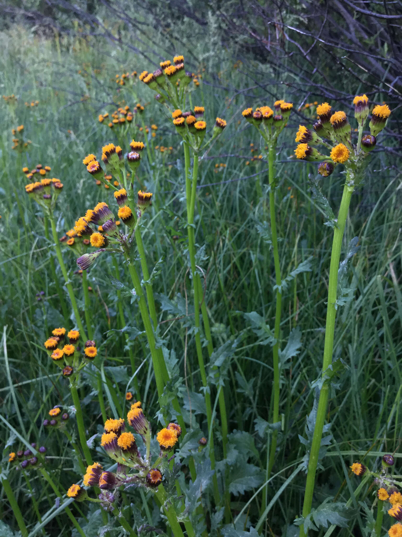 Image of Rayless Mountain Groundsel