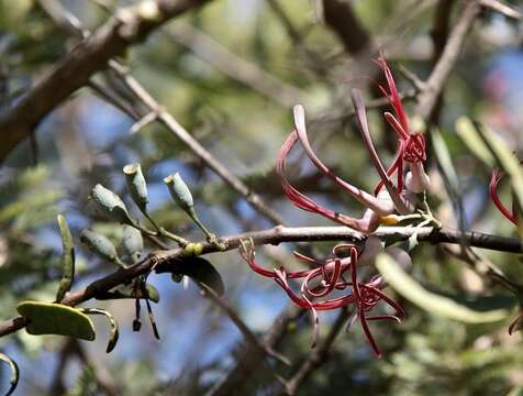 Plancia ëd Plicosepalus amplexicaulis D. Wiens