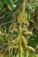 Слика од Pedicularis chamissonis Stev.