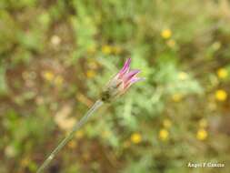 Image of Xeranthemum inapertum (L.) Mill.