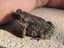 Image of Karoo Toad