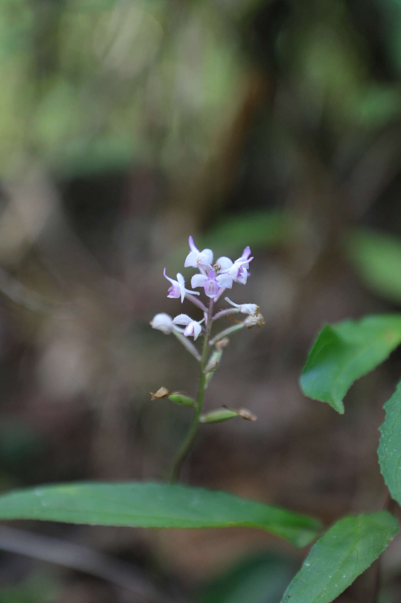 Cynorkis hologlossa Schltr.的圖片