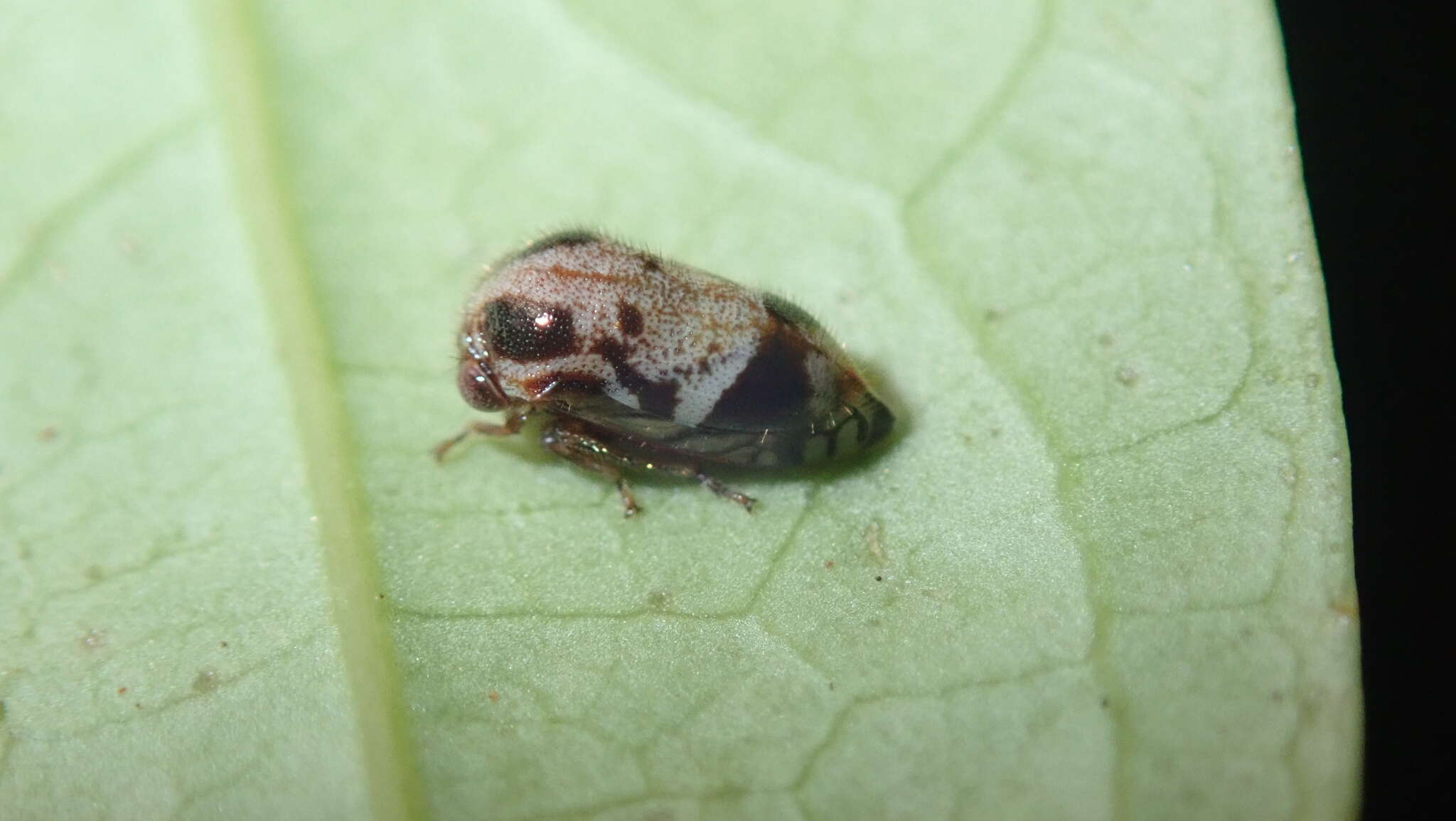 Imagem de Harmonides reticulata Fabricius