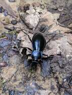 Imagem de Carabus (Morphocarabus) zawadzkii Kraatz 1854