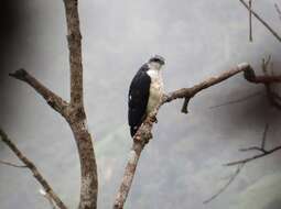 Image of Gray-backed Hawk