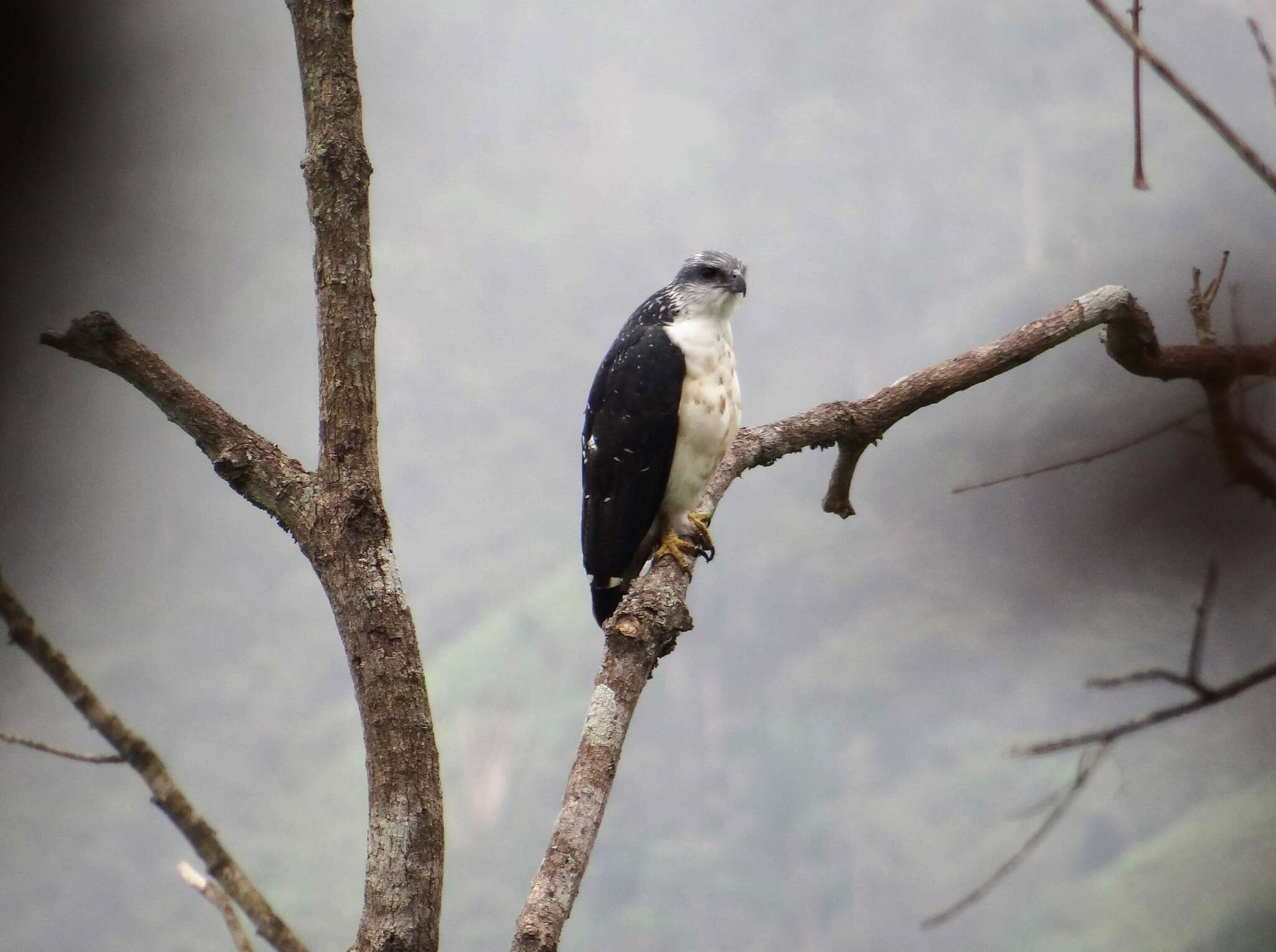 Image of Gray-backed Hawk