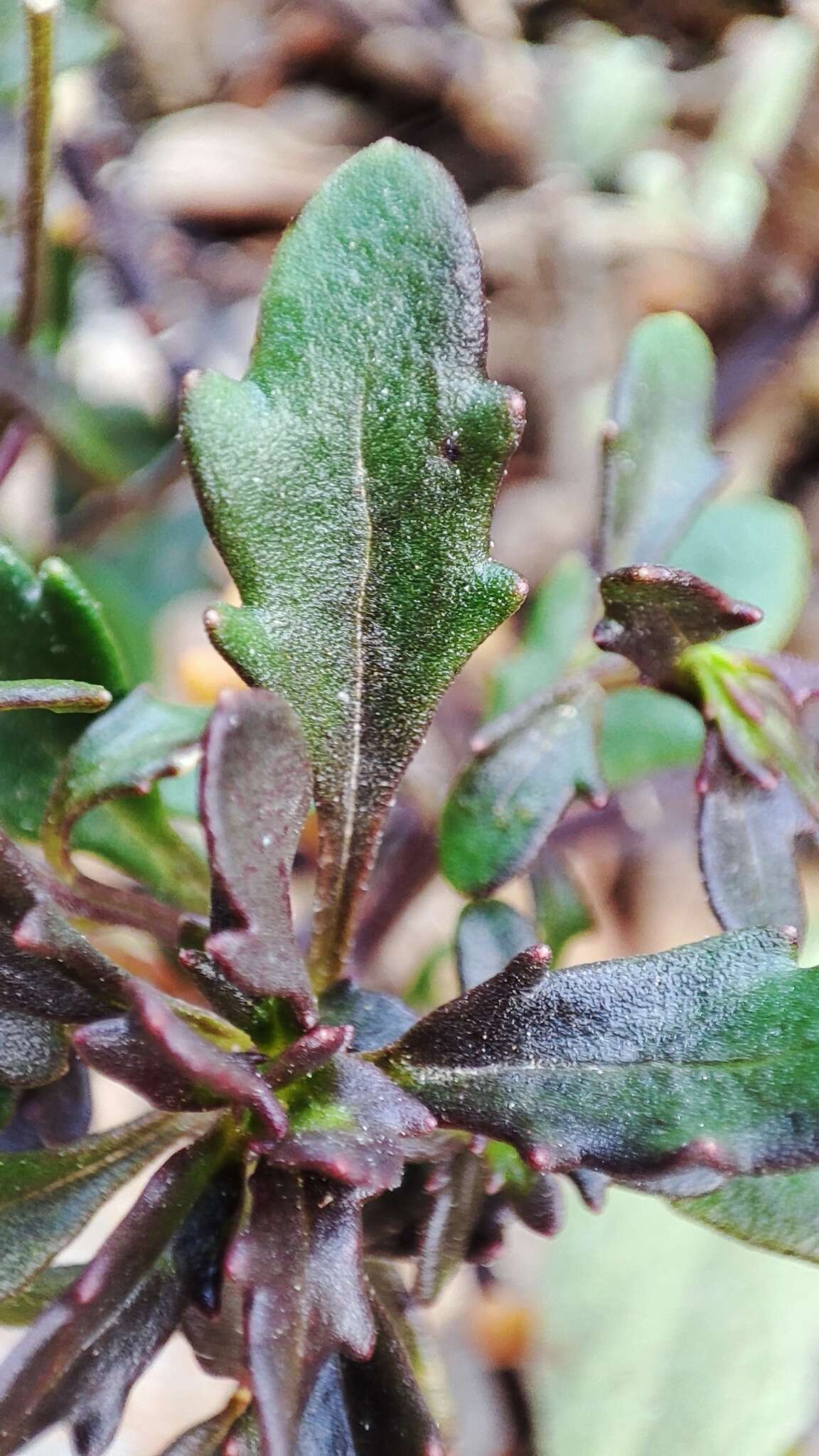 Image of Iberis procumbens subsp. microcarpa Franco & P. Silva