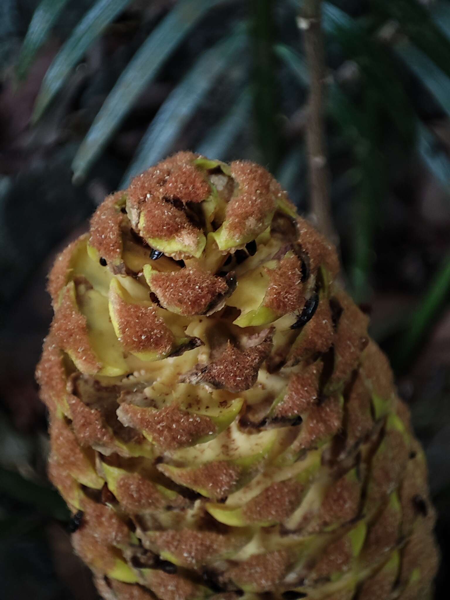 Image of Cycad