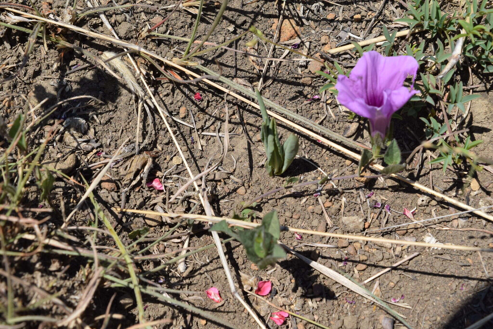 Sivun Ipomoea crassipes Hook. kuva