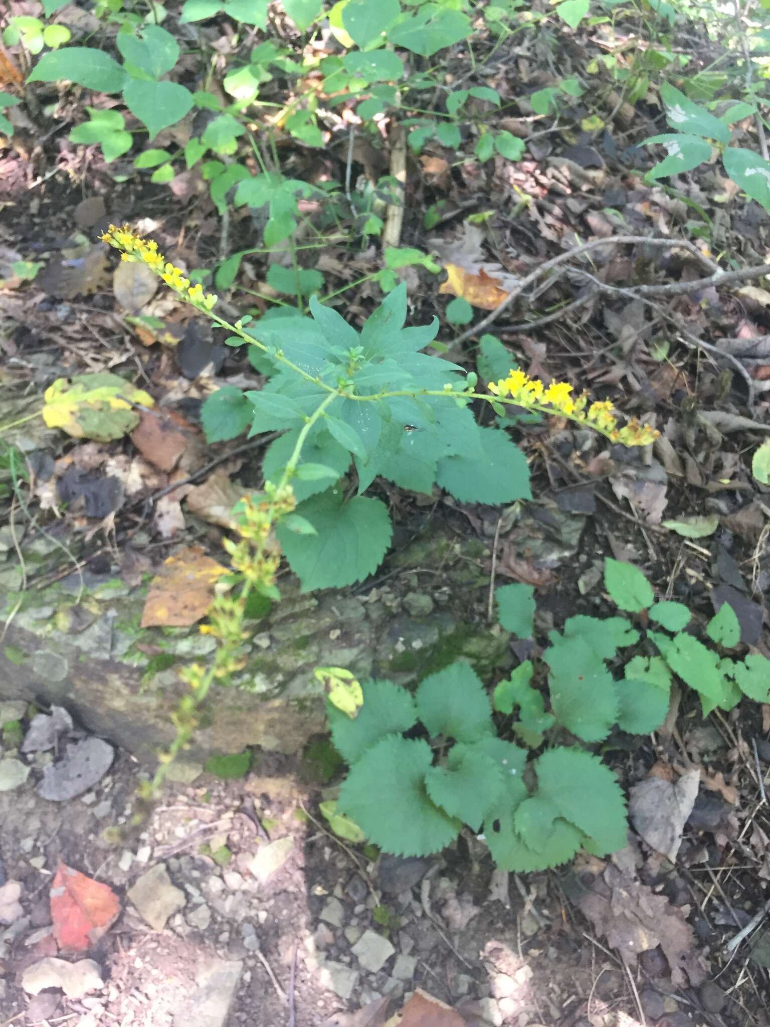 Image of autumn goldenrod