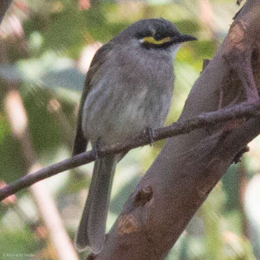 Image of Caligavis Honeyeaters