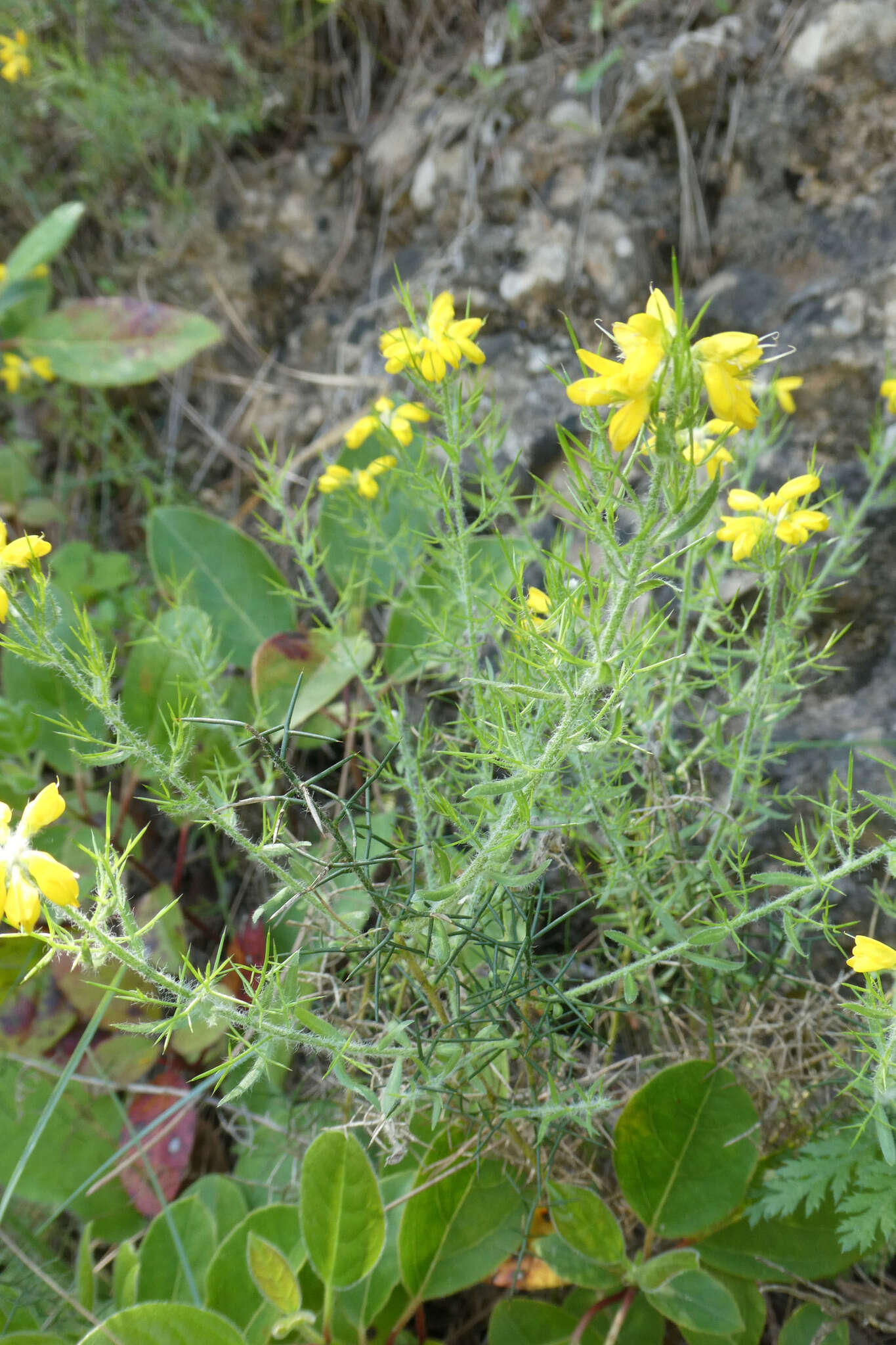 Image of Genista hispanica subsp. hispanica