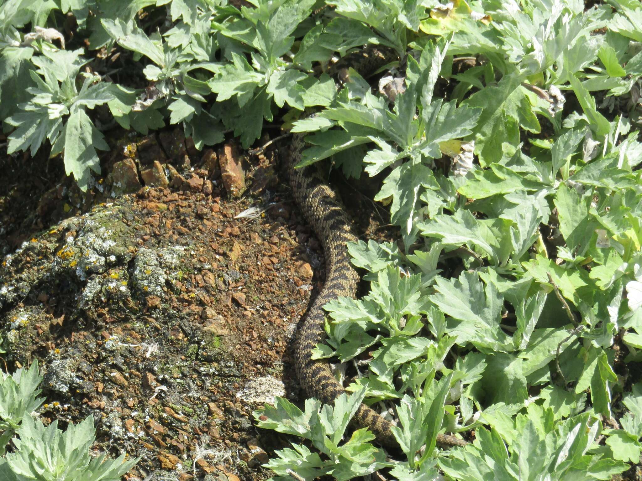 صورة Vipera berus sachalinensis Zarevsky 1917