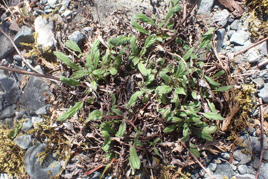 Phacelia leptosepala Rydb.的圖片