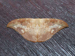 Image of Strepsigonia quadripunctata Walker 1862