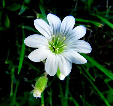 Image of field chickweed