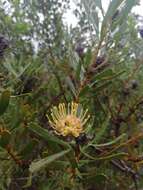 Image of Albertinia pincushion