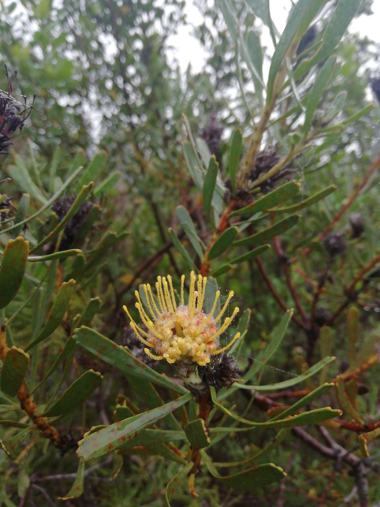 Plancia ëd Leucospermum muirii Phillips