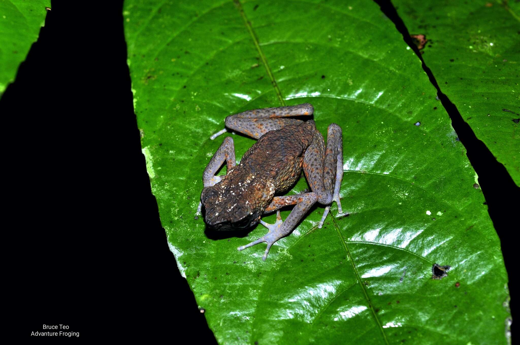 Imagem de Ansonia leptopus (Günther 1872)