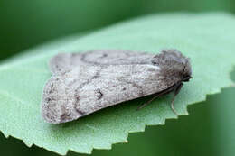 Image of Marsh moth