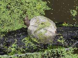 Image of Oldham’s Leaf Turtle