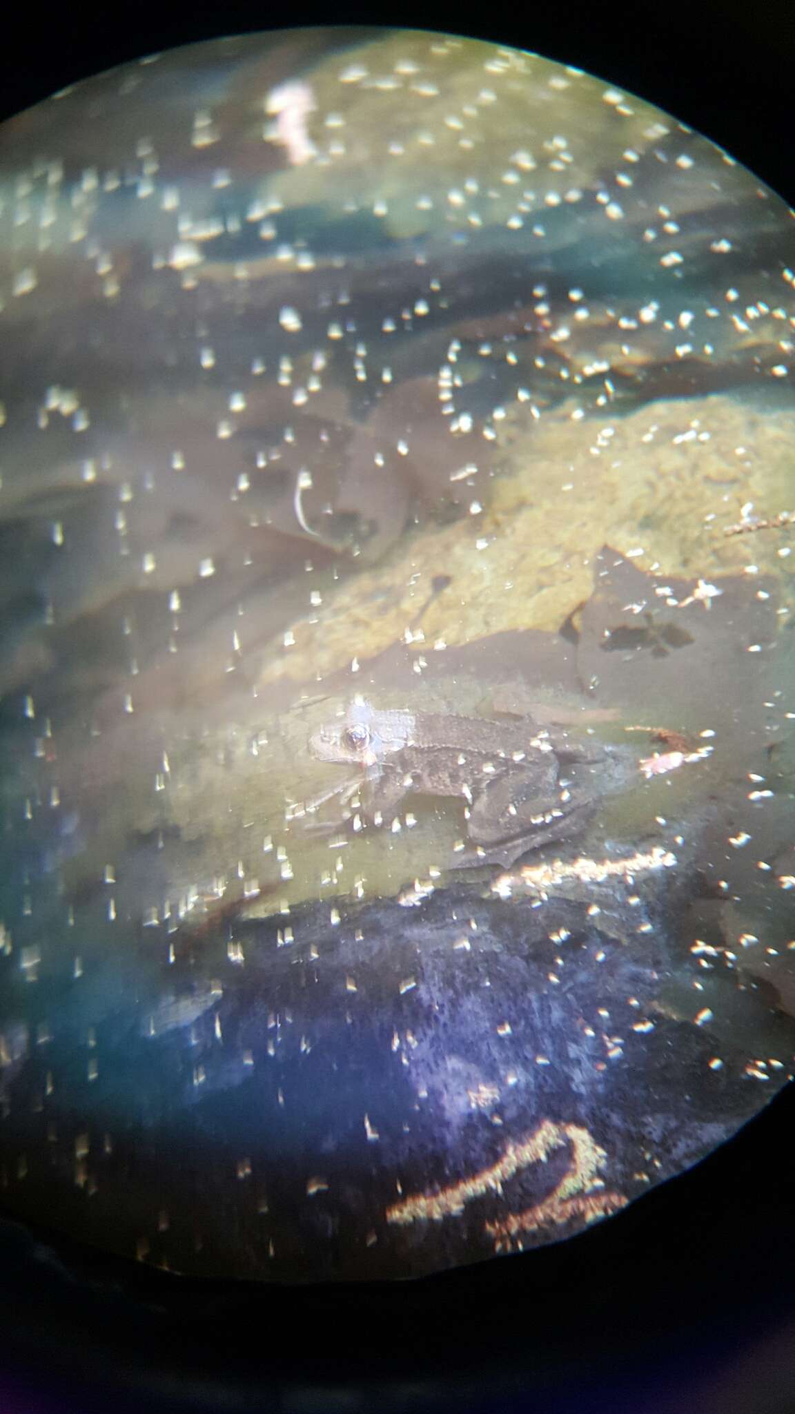 Image of California Red-legged Frog