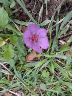 Image of Colchicum feinbruniae K. Perss.